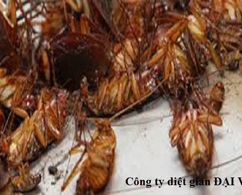 cong-ty-phun-thuoc-diet-gian-tai-nha