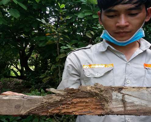 cong-ty-diet-moi-tai-bac-giang