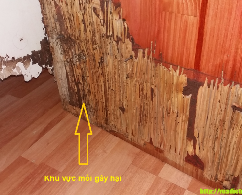 Công ty diệt mối ở Quảng Trị
