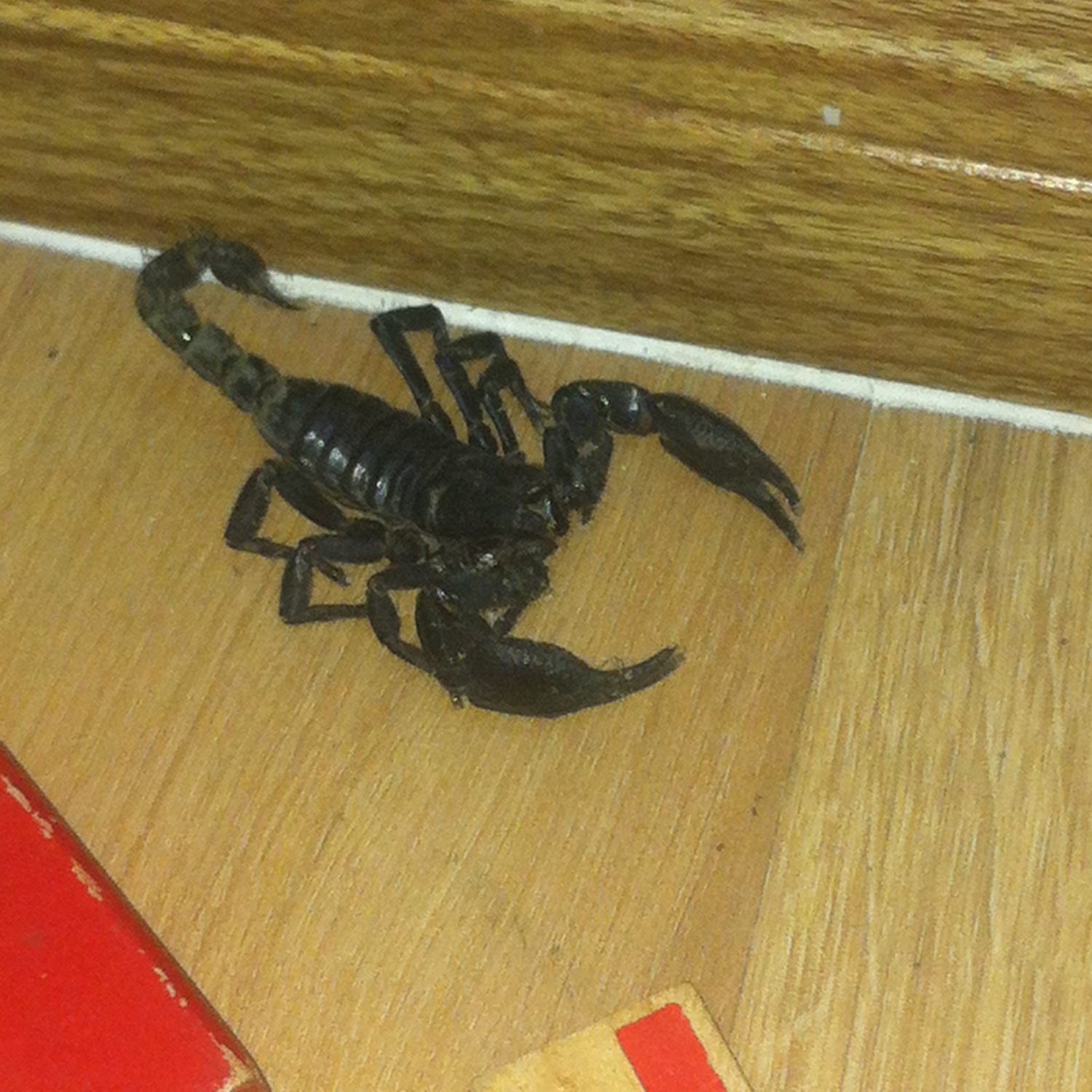 Công ty diệt rết, bọ cạp chuyên nghiệp