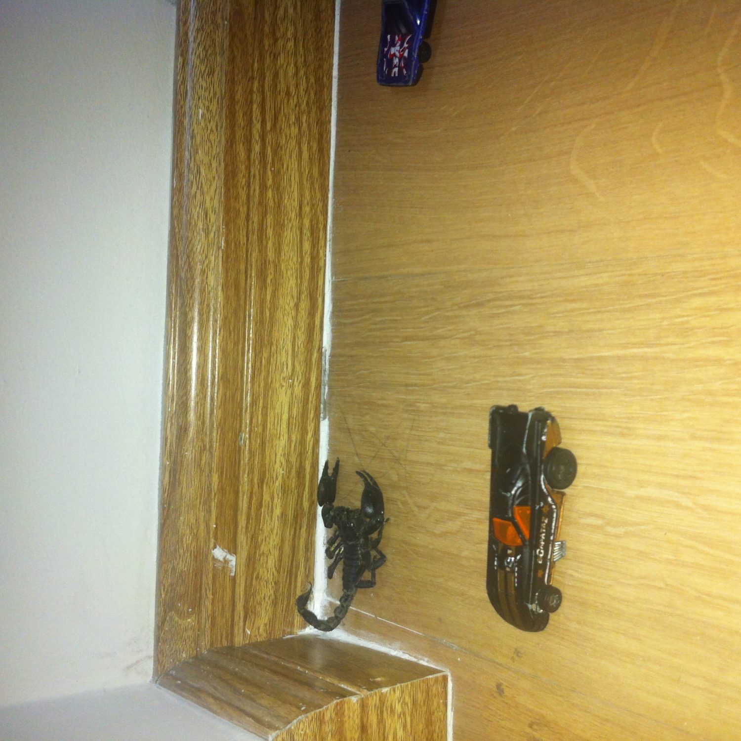 Bọ cạp chui vào nhà www.vuadietmoi.com