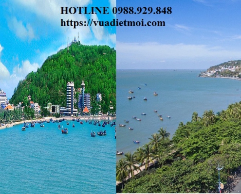 Dịch vụ diệt mối tận gốc tại Bà Rịa - Vũng Tàu