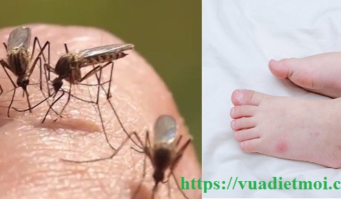 Dịch vụ diệt muỗi tận gốc Cần Thơ