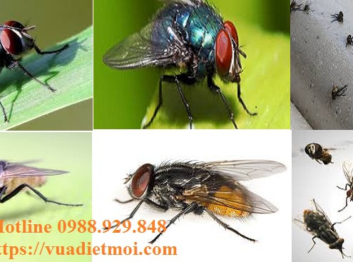 Đơn vị diệt ruồi tận gốc tại Đà Nẵng