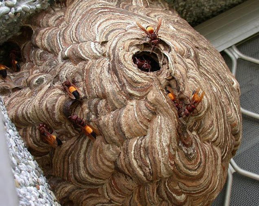 Bạn muốn bảo vệ nhà cửa và đồ đạc của mình khỏi sự tấn công của ong độc? Hãy xem hình ảnh về cách bắt tổ ong và diệt ong độc để có giải pháp tốt nhất.